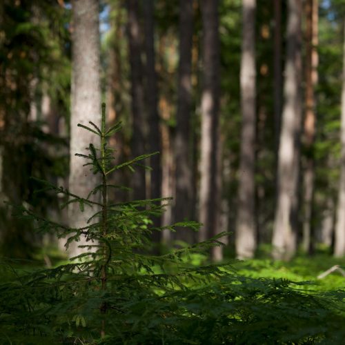 Afforestation (1)