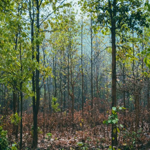 Afforestation (2)
