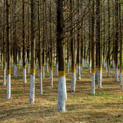 Afforestation (3)