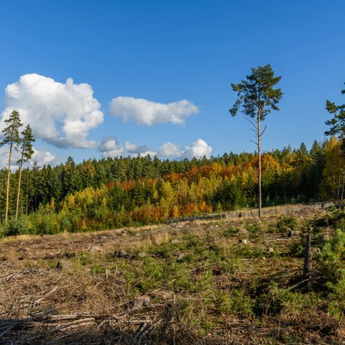 Afforestation (4)