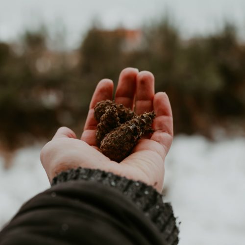 SeedBalls (5)