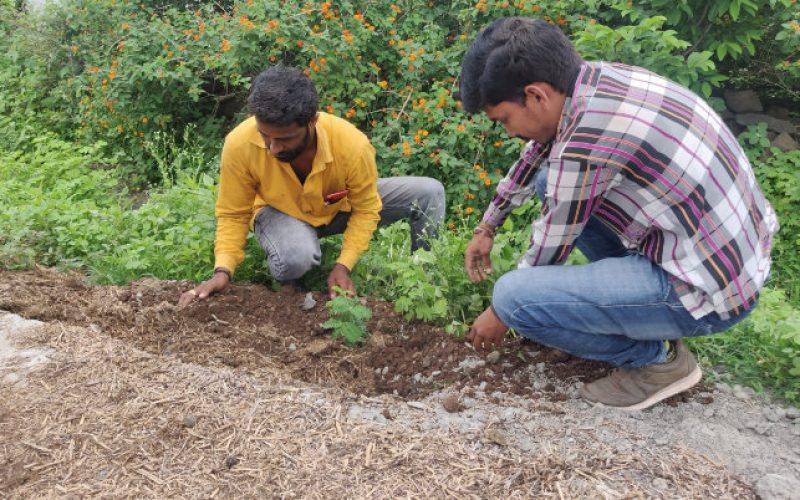 our-work-afforestation